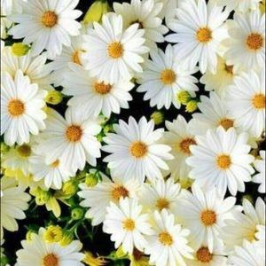 Meet your Posher, Carmen